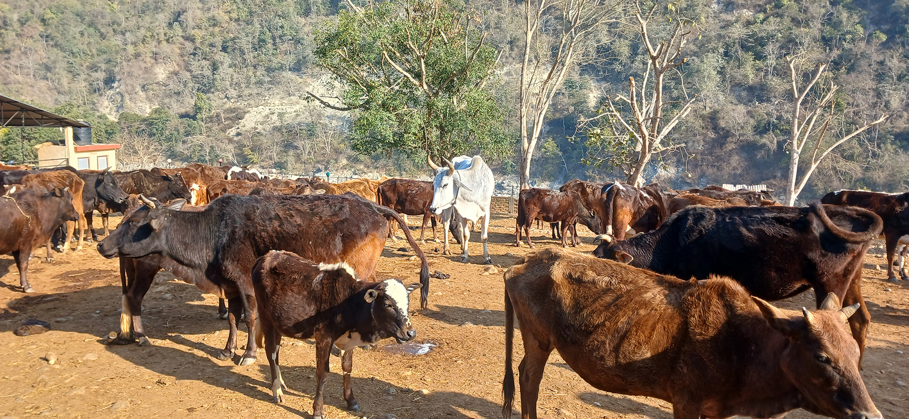 हलगोरु पाल्नेलाई जैमिनीद्वारा दश हजार अनुदान